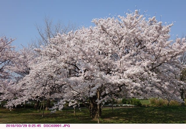 ソメイヨシノ 染井吉野 桜 開花から満開 弁天ふれあいの森公園へ散歩