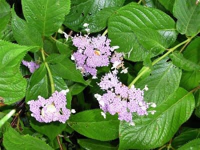 タマアジサイ 玉紫陽花 れんげの画像日記