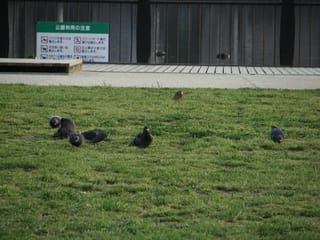 鳩を追いかけてみたペル 時々忠犬ぺる