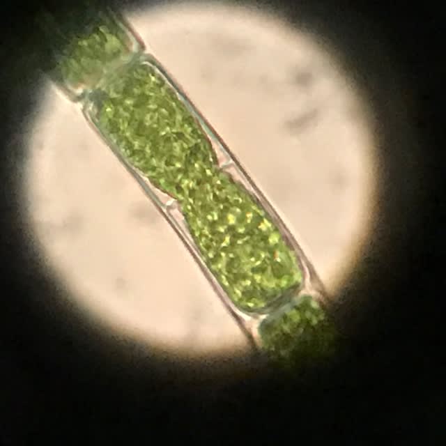 久しぶりの顕微鏡 水槽の緑の糸はサヤミドロでした ねこじゃらし2