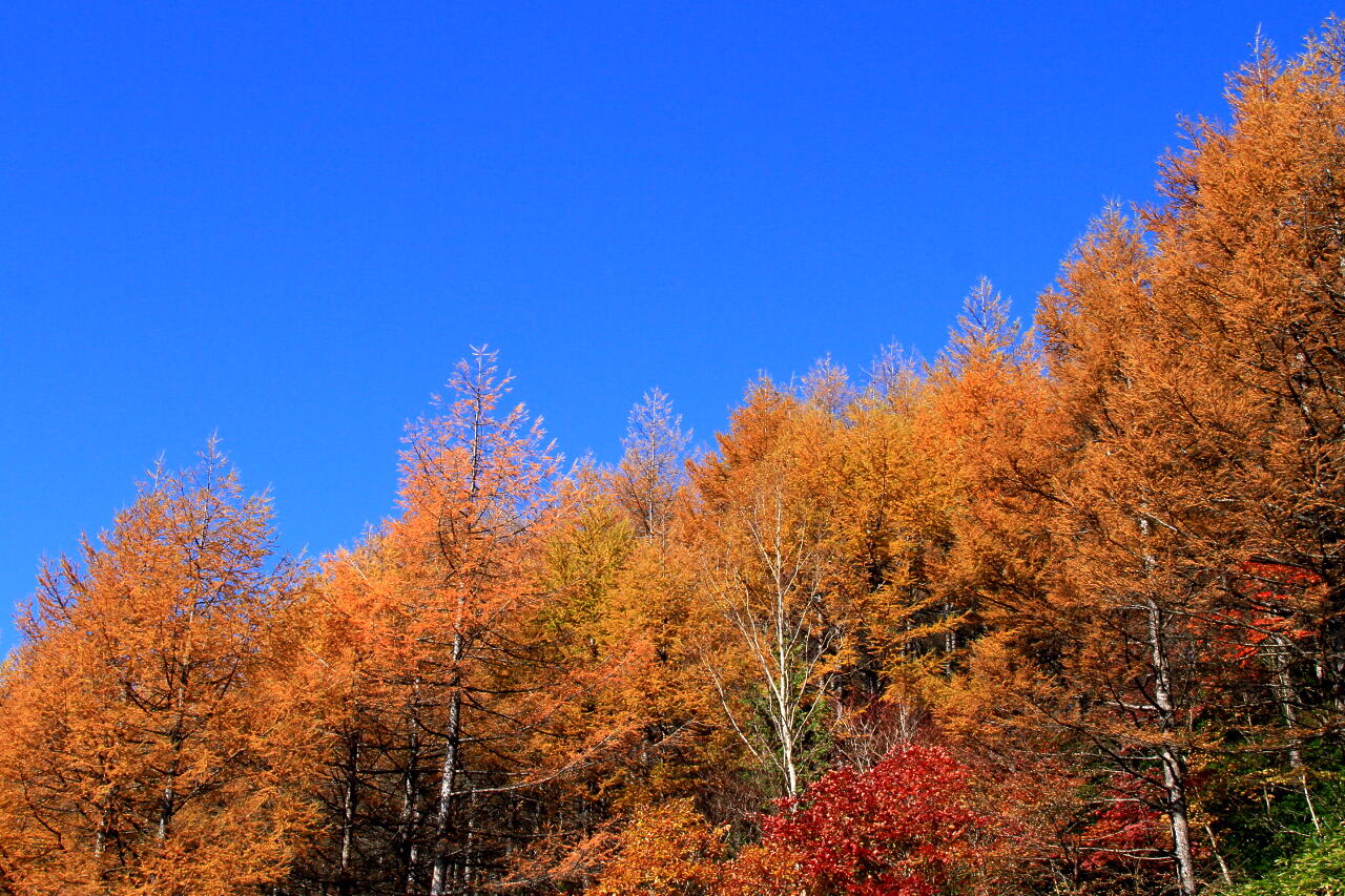 紅葉を見にの画像