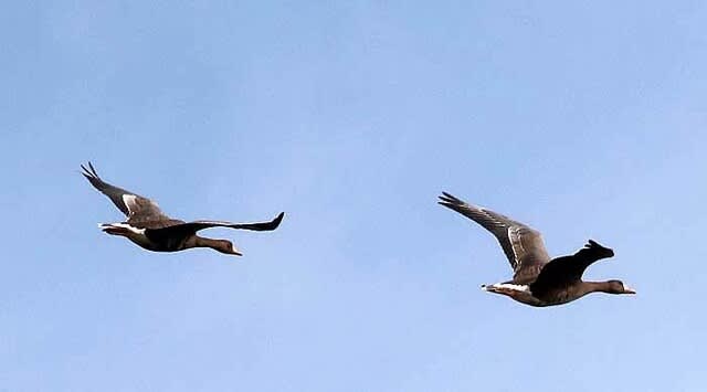 稲敷のハス田で出会った鳥さんたち マガン他 よっちのバードフォト