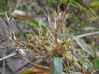 淡竹 はちく の花が咲いた 約１２０年に一回とか モウソウダケは約６０年とか てらまち ねっと