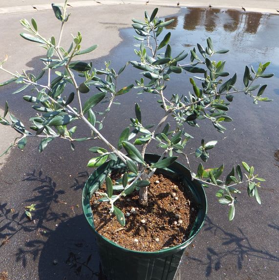 オリーブ 花芽か葉芽か 雪国olive