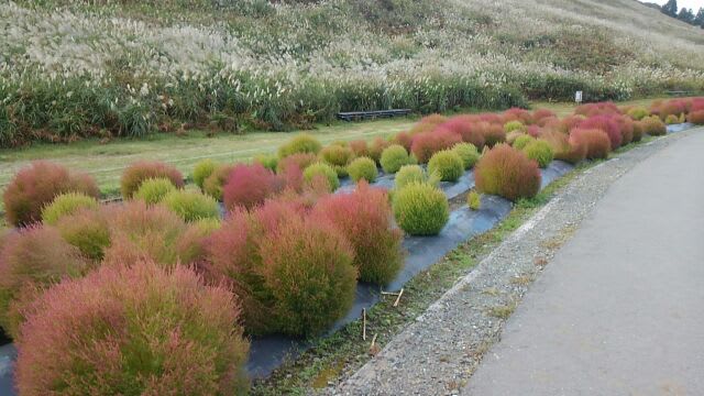 箱館山のコキア つりがね草日記
