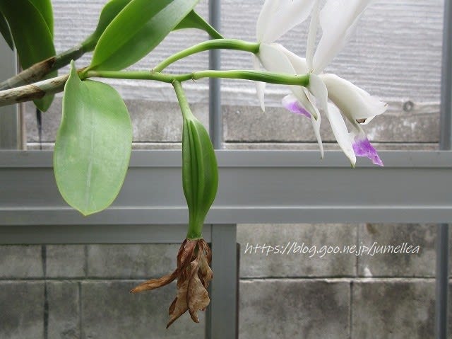びっくり カトレアの花の結実 Cattleya Walkerinter 蘭すきです 開花記録 暮らしノート びっくり カトレアの花の結実 Cattleya Walkerinter 蘭すきです 開花記録 暮らしノート