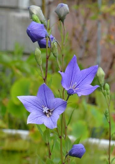 キキョウの花 １ 青紫花 Koba の庭 春夏秋冬