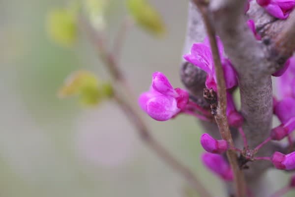 ハナズオウ 染料で染めたかのような桃色の花は3月22日の誕生花 Aiグッチ のつぶやき