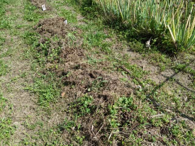 草マルチ のんびりぼちぼち３