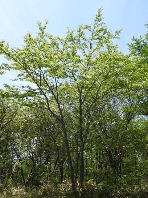 高ボッチ高原・鉢伏山の植物　ミヤマザクラ（深山桜）