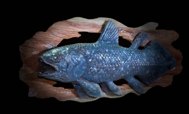 ハンドメイド　61cmシーラカンス壁掛け　フィギュア　レプリカ　化石魚　オブジェ ハンドメイド 61cmシーラカンス壁掛け フィギュア レプリカ 化石