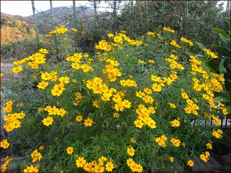 プロの寄せ植えと比較して 今朝の庭12 10 座敷わらし犬とうさぎガーデン
