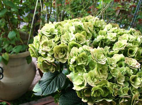 その秋色に魅せられ フェアリーアイ アジサイ 私の空間そしてあたらしい風 その秋色に魅せられ フェアリーアイ アジサイ 私の空間そしてあたらしい風