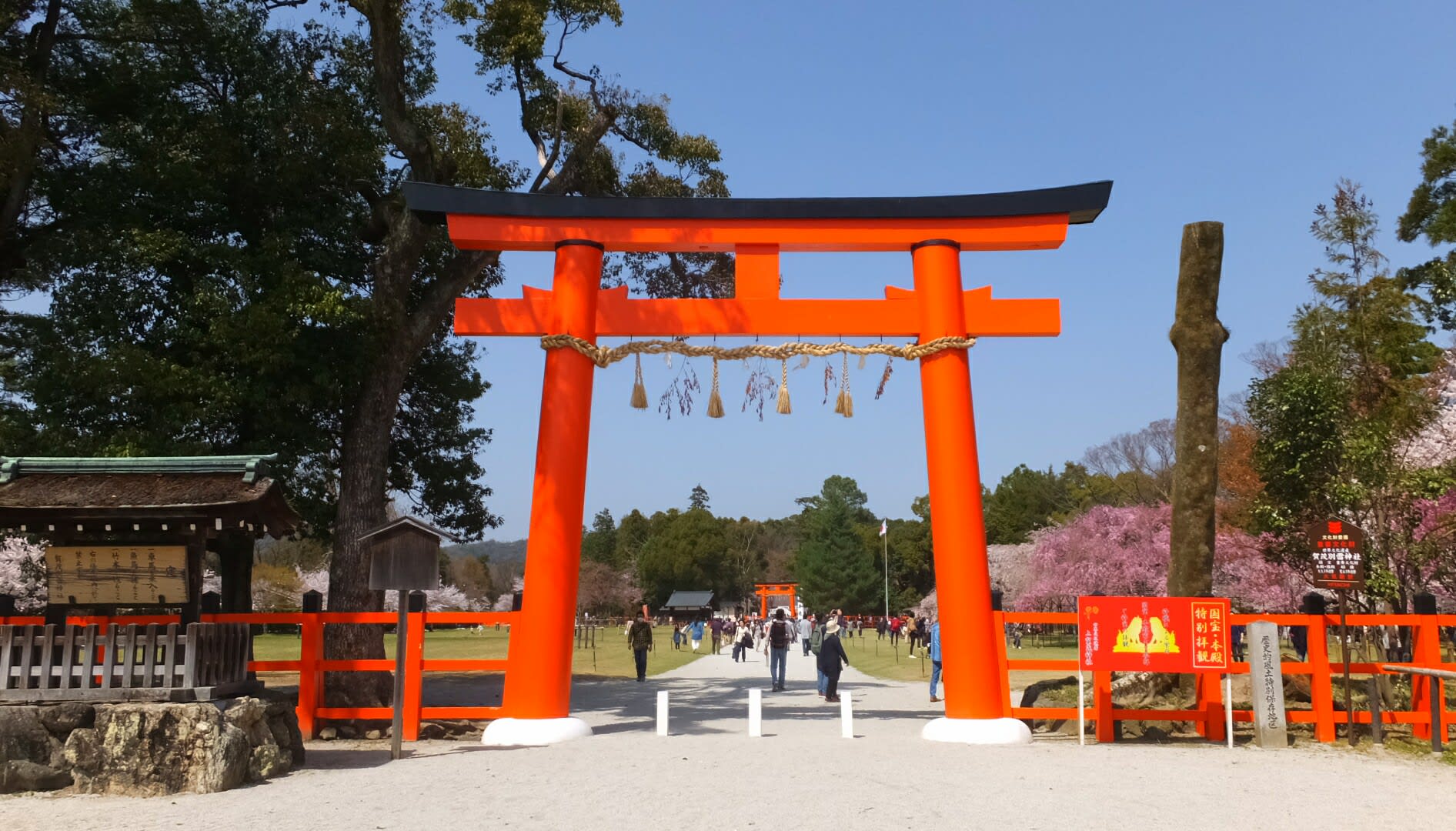 上賀茂神社紅しだれ桜 これから桜めぐりをされる皆様へ 京都で定年後生活