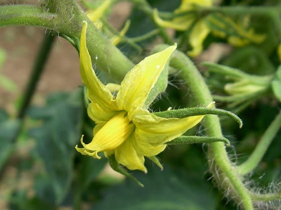 620tomato 620tomato