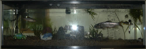 No 46 ハス コイ科なのに魚食魚 近江フィールドワーク