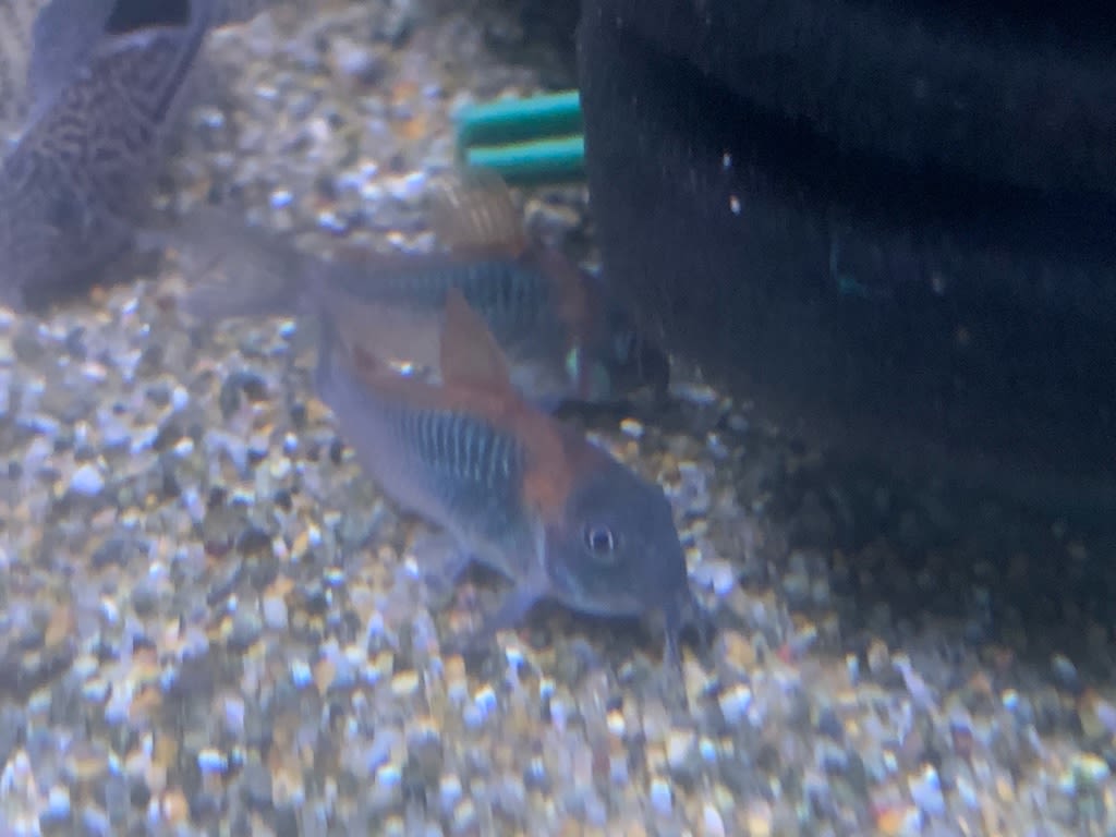 今週の入荷 熱帯魚 マーメイド 今週の入荷 熱帯魚 マーメイド
