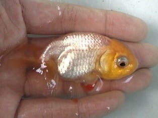 背びれのない金魚 いたち家のヒミツ 背びれのない金魚 いたち家のヒミツ
