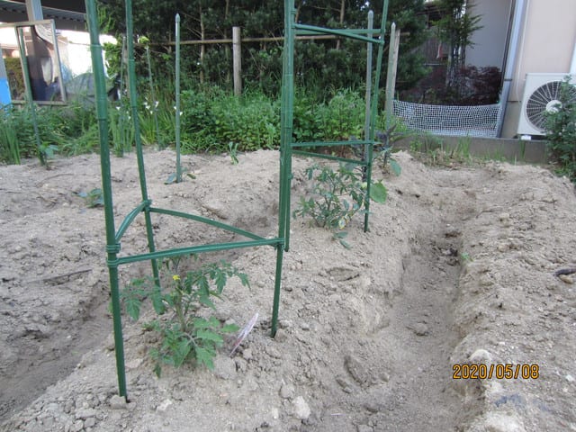 家庭菜園 ｎｏ ３ 支柱を立てました カイロ 整体と小顔の スマイルパートナー 田口