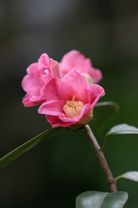 侘助椿 三河侘助 椿 品種未確認 緑萼梅 河津桜 ロシナンテの花散歩 侘助椿 三河侘助 椿 品種未確認 緑萼梅 河津桜 ロシナンテの花散歩