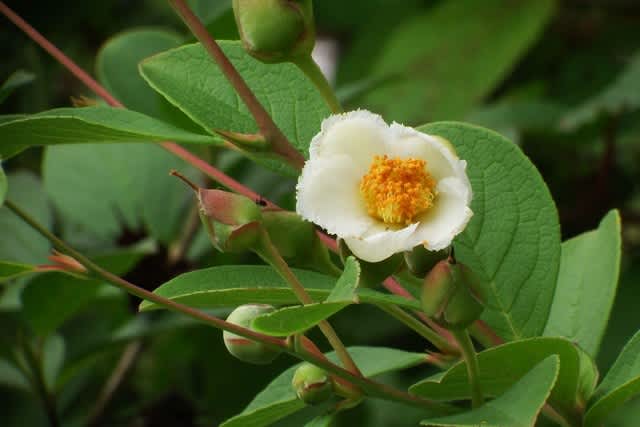 ナツツバキ シャラ 季節の花 ナツツバキ シャラ 季節の花