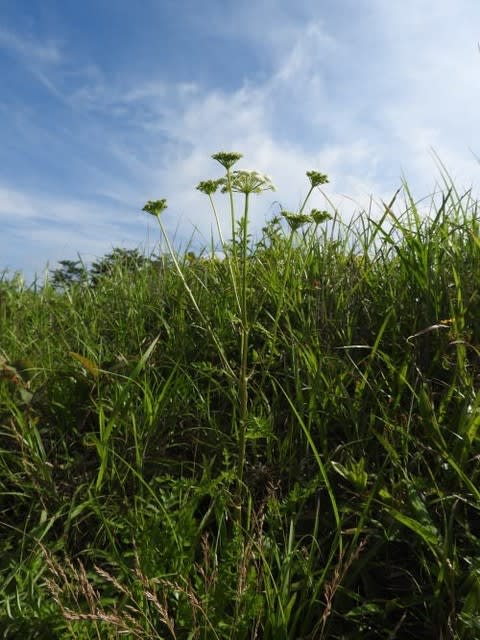 高ボッチ高原・鉢伏山で最近咲いている花　イブキボウフウ（伊吹防風）