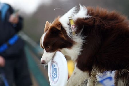 bordercollie_ボーダーコリー