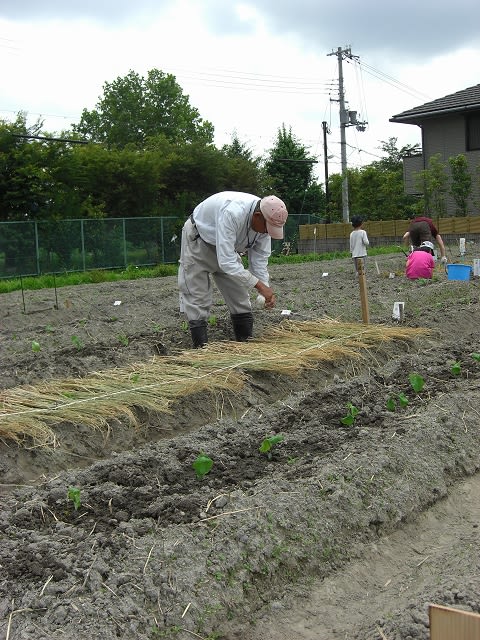 稲わらで畝を覆う参加者さん