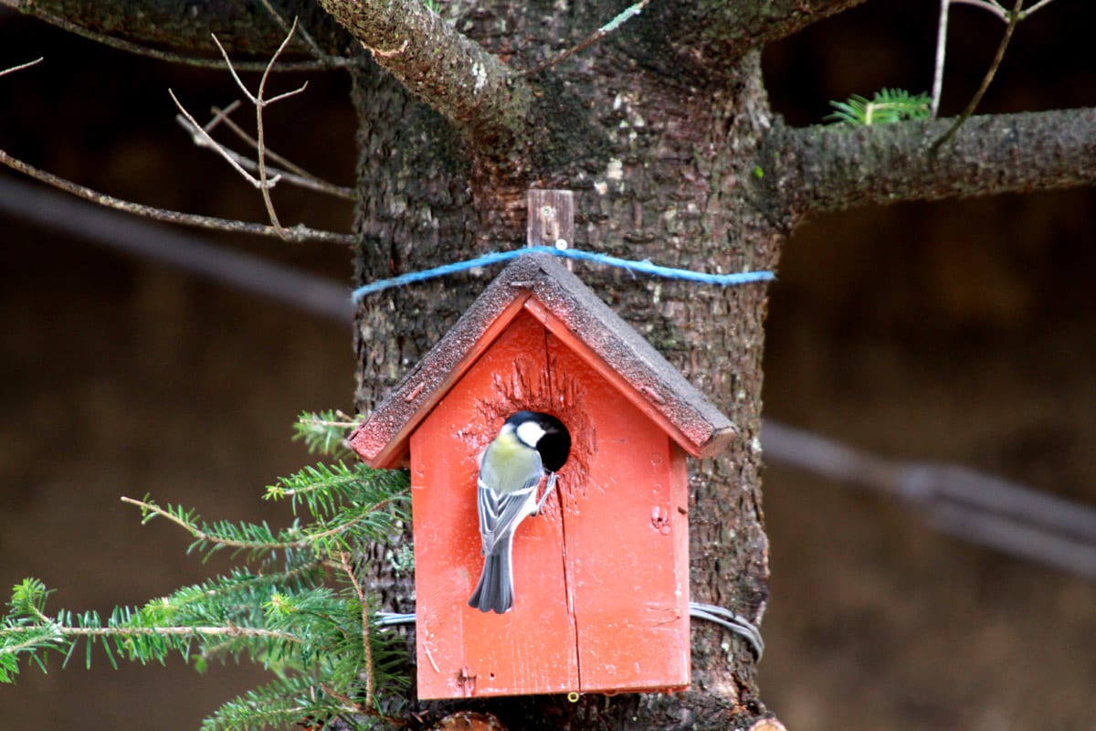巣箱の取り付け 野鳥日記