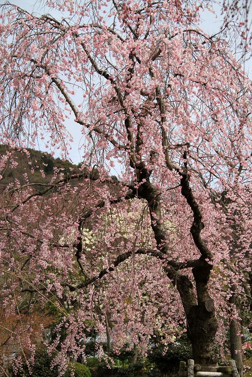 東谷山の八重紅しだれ桜の画像