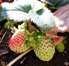 ベランダいちご ひでんかの 雅でない 日々