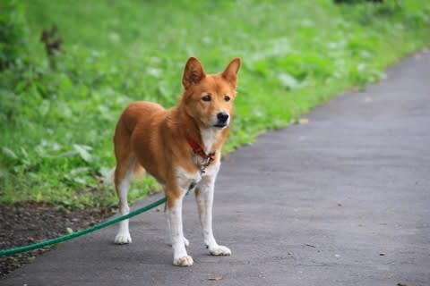 八丁湖と猫 ｙａｍａｓａ空夢日記