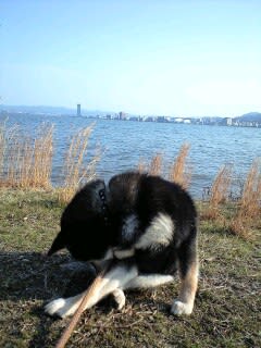 昨日の琵琶湖
