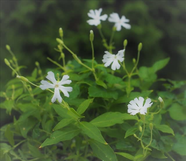 ビランジの仲間 下垂して咲く美しい夏の花のツルビランジ 山の花は友達