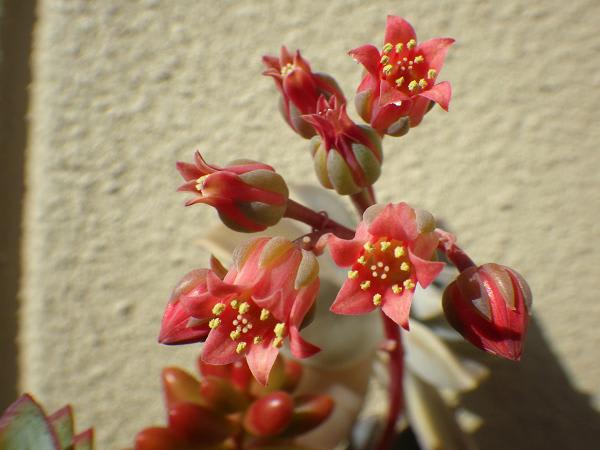 多肉植物 ピンク斑❁︎星美人錦 未発根 すばやく - その他