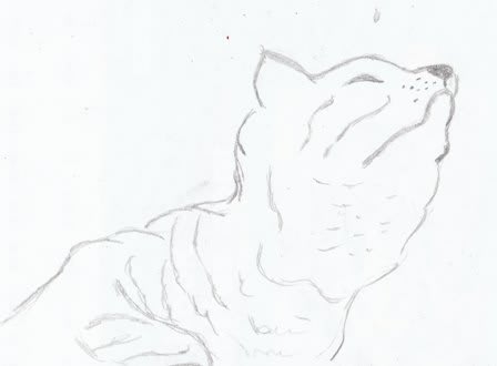 ４月２９日朝の鉛筆画は 上を向くネコ 爺チャンの落書帳