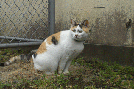 08年11月のブログ記事一覧 猫のおもてなし 08年11月のブログ記事一覧 猫のおもてなし