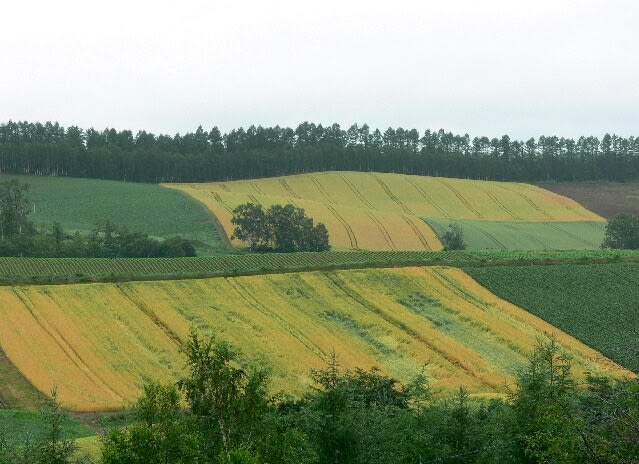 四季彩の丘－遠くに広大な麦畑。麦秋