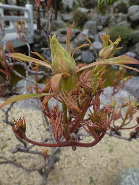 ボタン（新芽）