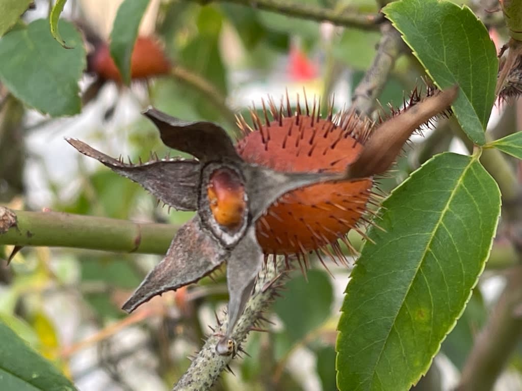 福ちゃんの散歩道 Iphone Proで遊ぶ 16ページ目 福ちゃんの散歩道 Iphone Proで遊ぶ 16ページ目