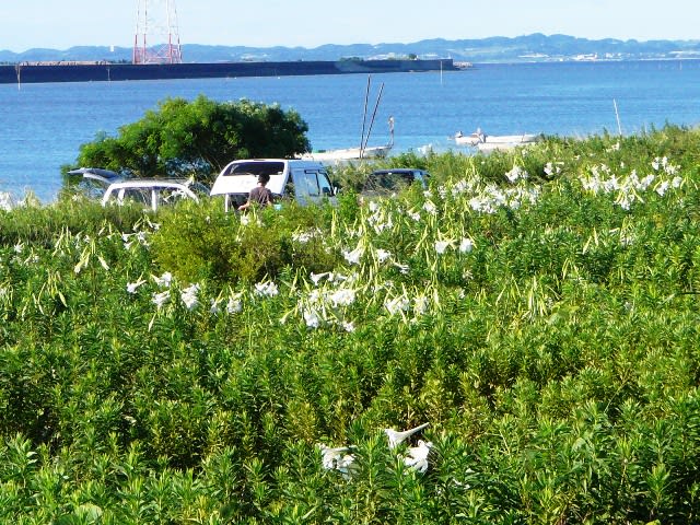 「お静かなお盆で御座います」の画像