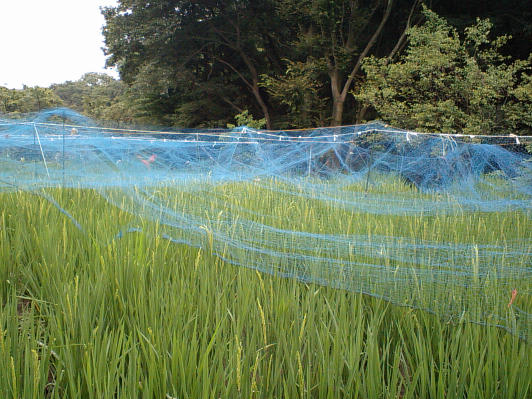 田んぼに防鳥用網をかける - 東京里山農業日誌