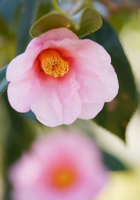 椿の 季節 四季の花と風景写真