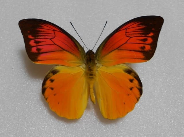 極珍‼️デタニヒイロツマベニ 蝶標本 昆虫 - 標本