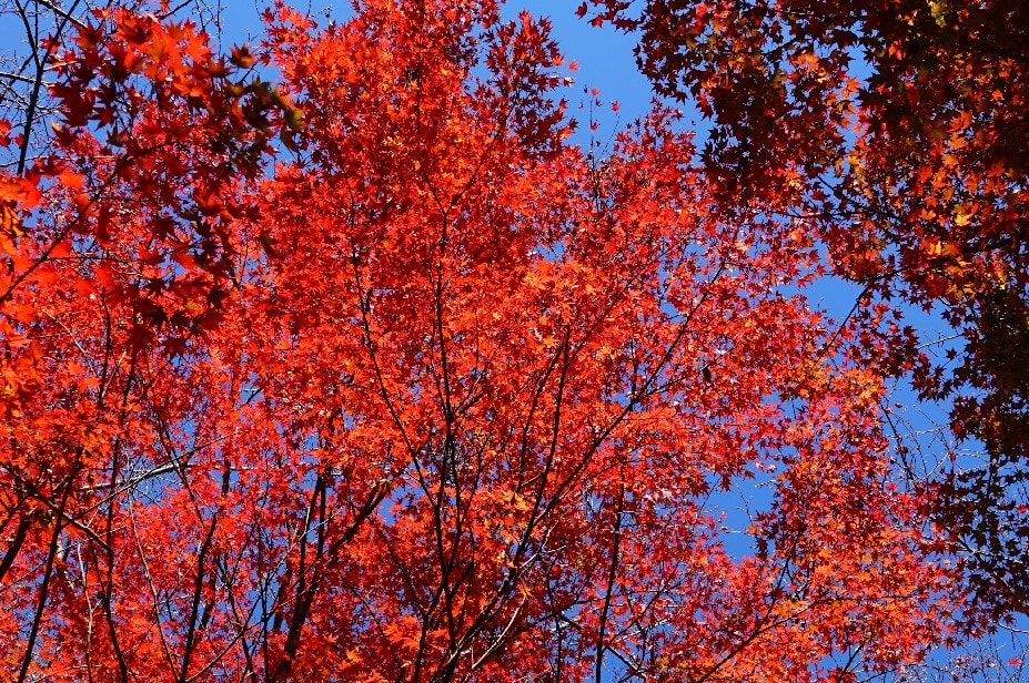 金剛山マス釣り場付近の紅葉 見頃ですよ 金剛山四季の花 金剛山マス釣り場付近の紅葉 見頃ですよ 金剛山四季の花