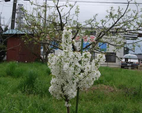 リンゴ 林檎 Manzana のブログ記事一覧 充実果樹園生活 つくば展開地ぶどう園 リンゴ 林檎 Manzana のブログ記事一覧 充実果樹園生活 つくば展開地ぶどう園