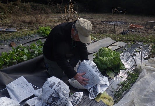 野菜 葉菜 のブログ記事一覧 東京里山農業日誌