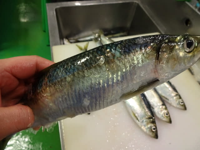 青魚ｌｏｖｅ にしんの刺身 生ら〆さば さんまの刺身 彡発寒かねしげ鮮魚店の魚屋しげです 札幌市西区 発寒かねしげ鮮魚店 のおすすめ情報