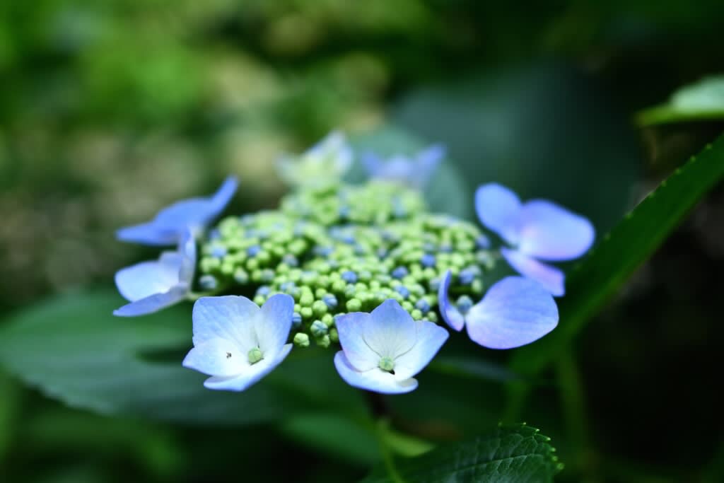 奇想天外 キソウテンガイ が花 実 を付けていた ふくちゃんのブログ 飛行機 風景写真