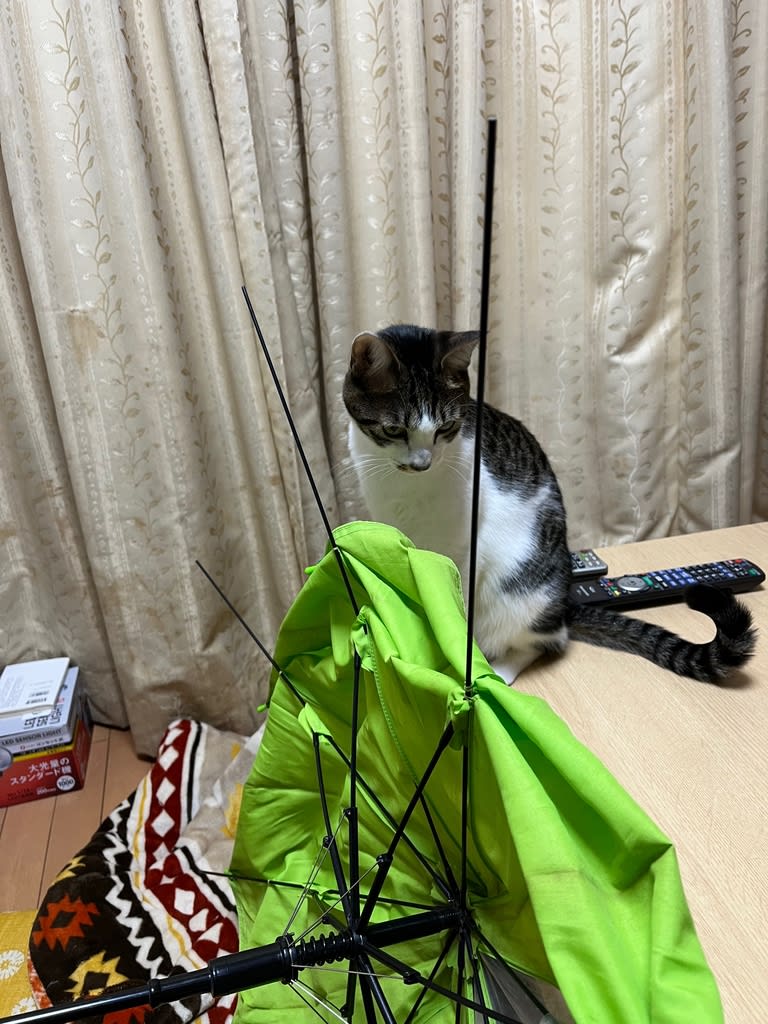 無季語俳句 傘解体 子どもとうさぎとねこと音楽のある風景 無季語俳句 傘解体 子どもとうさぎとねこと音楽のある風景